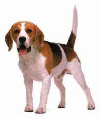 perro25