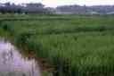 arroz.jpg
