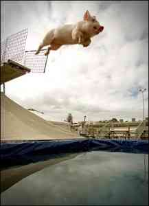 PIGS