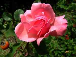 Las floristerías aumentan las ventas en Todos los Santos