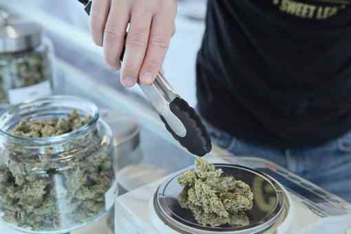 expertos denuncian opacidad y burbuja especulativa en las licencias para cultivar cannabis en espana